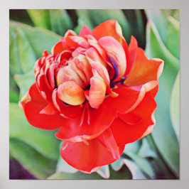 Schöne doppelte Tulip Fotografie Print Poster