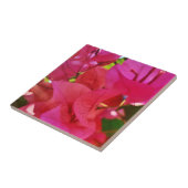 Schöne dunkelrosa Blume Bougainvillea Fliese (Seite)