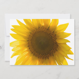 Schöne echte Sonnenblumen-Foto-Minimalist-Muster