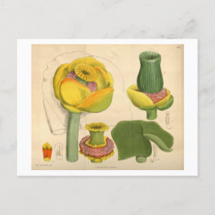 Schöne, einzigartige Blume Postkarte