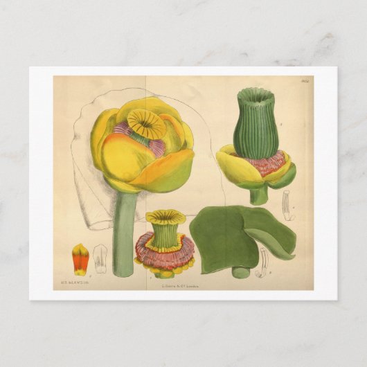 Schöne, einzigartige Blume Postkarte (Vorderseite)