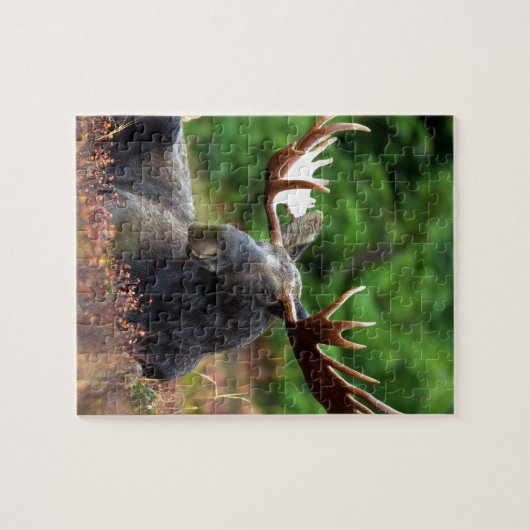 Schöne Elche mit den großen Geweihen Puzzle (Horizontal)