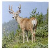 Schöne Elchnaturlandschaft Fliese (Vorderseite)