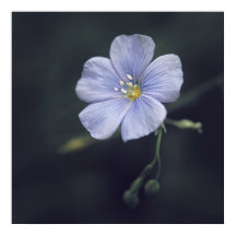 Schöne Elegant Blue Flax Daisy Blume