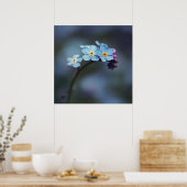 Schöne Elegant Blue Vergessen-me-nicht-Blume Poster (Küche)