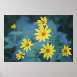 Schöne Elegant Daisy Sunchoke Gelbe Blumen Poster