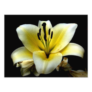 Schöne elegante gelbe auf schwarzer Blume Fotodruck