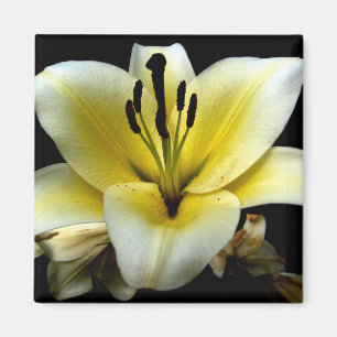 Schöne elegante gelbe auf schwarzer Blume Magnet