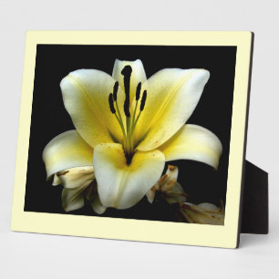 Schöne elegante gelbe Blume auf schwarzem Hintergr Fotoplatte