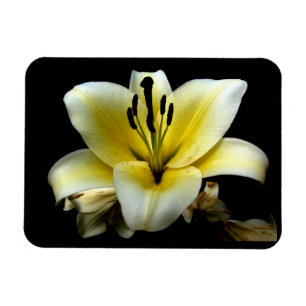 Schöne elegante gelbe Blume auf schwarzem Hintergr Magnet