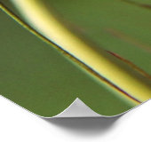 Schöne Elegante Nigella Blume Poster (Ecke)