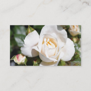 Schöne, elegante weiße Rosenblume professionell Visitenkarte