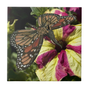 Schöne Elephant Butterfly Fliese