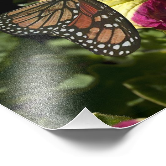 Schöne Elephant Butterfly Fotodruck (Ecke)