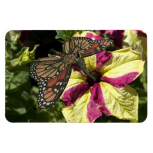 Schöne Elephant Butterfly Magnet