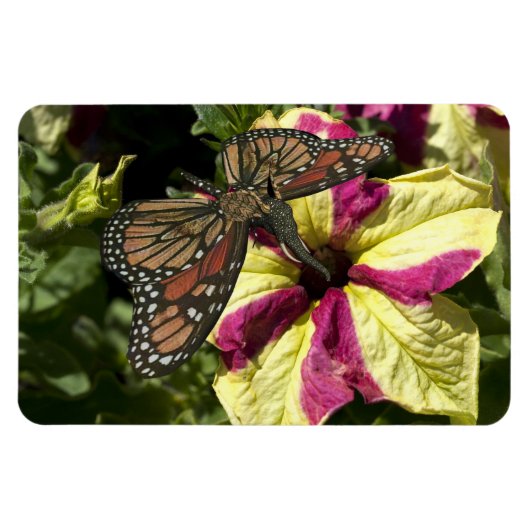 Schöne Elephant Butterfly Magnet (Horizontal)