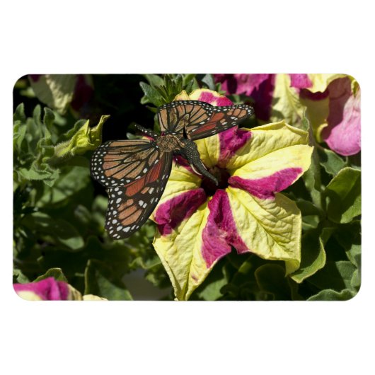 Schöne Elephant Butterfly Magnet (Horizontal)
