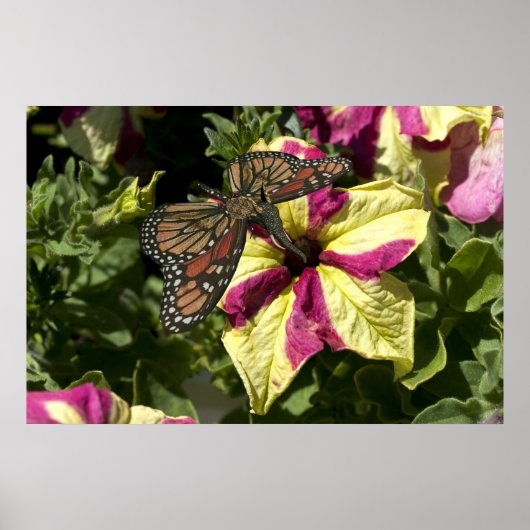 Schöne Elephant Butterfly Poster (Vorne)