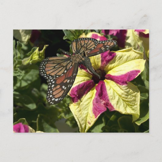 Schöne Elephant Butterfly Postkarte (Vorderseite)