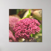 Schöne Engelwurz-Blume Leinwanddruck (Vorderseite)