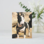Schöne englische Bull Terrier Foto Card Postkarte (Stehend Vorderseite)