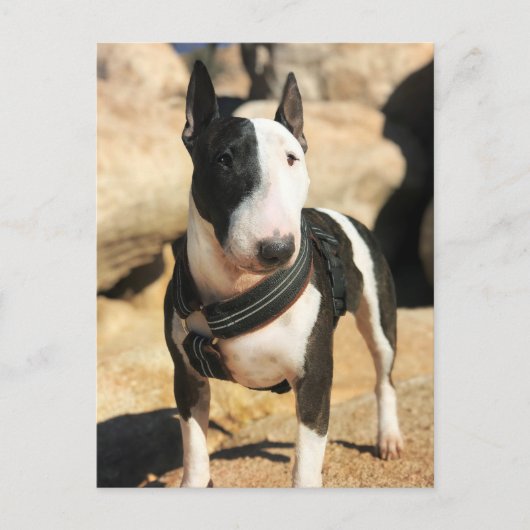 Schöne englische Bull Terrier Foto Card Postkarte (Vorderseite)