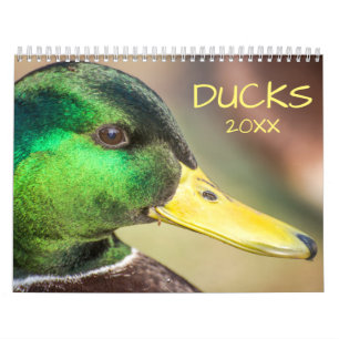 Schöne Enten Fotografie Kalender