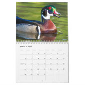 Schöne Enten Fotografie Kalender (Mär 2027)