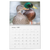 Schöne Enten Fotografie Kalender (Jan 2027)
