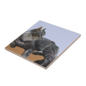 Schöne, entspannende Katze Fliese (Seite)