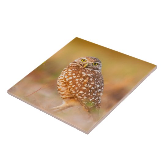 Schöne Eule Fliese (Seite)