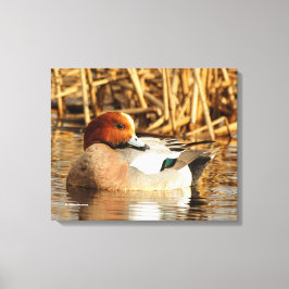 Schöne eurasische Wigeon-Ente am Teich Leinwanddruck