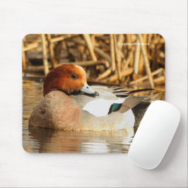 Schöne eurasische Wigeon-Ente am Teich Mousepad