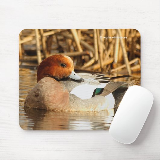 Schöne eurasische Wigeon-Ente am Teich Mousepad (Mit Mouse)