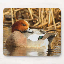 Schöne eurasische Wigeon-Ente am Teich Mousepad