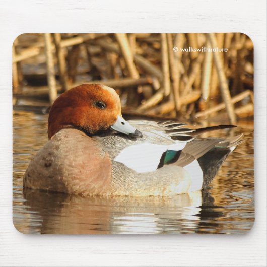 Schöne eurasische Wigeon-Ente am Teich Mousepad (Vorne)