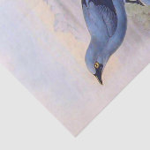 Schöne Exotic Blue Birds Vintag Illustration Seidenpapier (Ausschnitt)