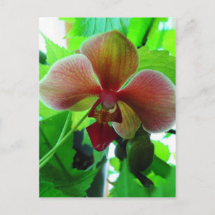Schöne exotische Orchideenfotografie Postkarte