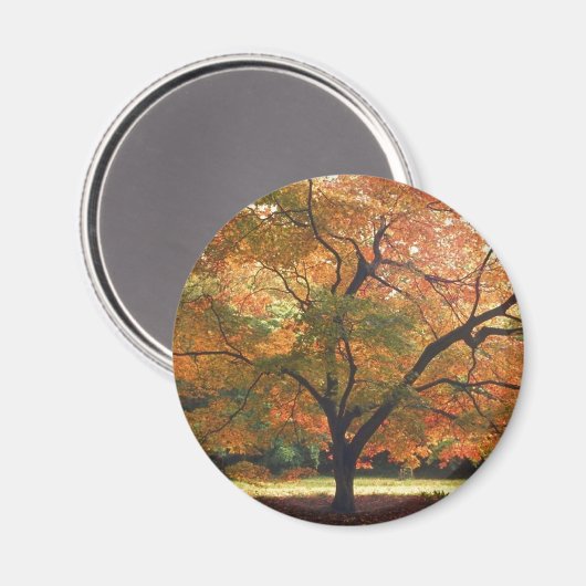 Schöne Fallbaum Magnet (Vorderseite/Rückseite)