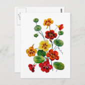 Schöne Farben bestickt Nasturtien Postkarte (Vorne/Hinten)