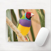 Schöne Farben Zebra Finch Bird Mousepad (Mit Mouse)