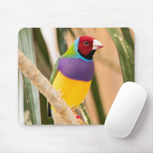 Schöne Farben Zebra Finch Bird Mousepad (Mit Mouse)