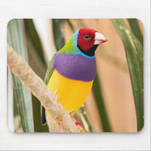 Schöne Farben Zebra Finch Bird Mousepad