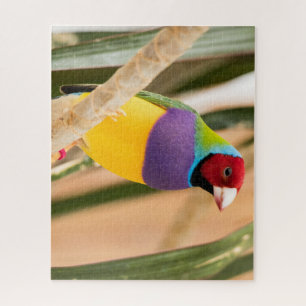 Schöne Farben Zebra Finch Bird Puzzle