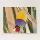 Schöne Farben Zebra Finch Bird Puzzle (Horizontal)