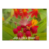 Schöne, farbenfrohe Blüte mit Milkweed Art Printin (Vorderseite (Horizontal))