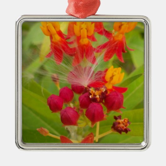 Schöne, farbenfrohe Blüte mit Milkweed Art Printin Ornament Aus Metall (Vorne)