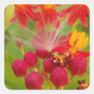 Schöne, farbenfrohe Blüte mit Milkweed Art Printin Quadratischer Aufkleber