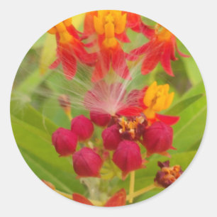 Schöne, farbenfrohe Blüte mit Milkweed Art Printin Runder Aufkleber