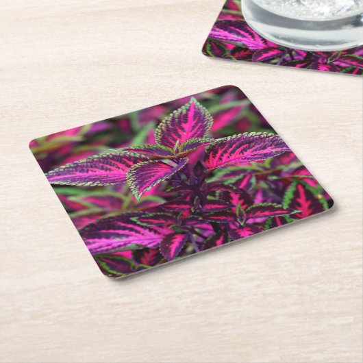 Schöne farbenfrohe Coleus Blätter Rechteckiger Pappuntersetzer (angewinkelt)